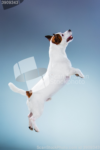 Image of Small Jack Russell Terrier jumping high