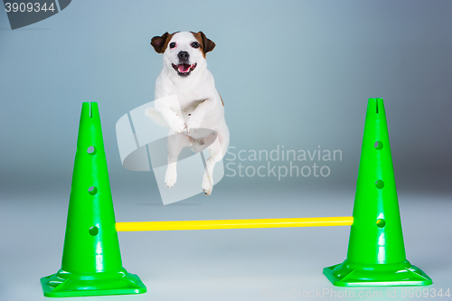 Image of Small Jack Russell Terrier jumping high