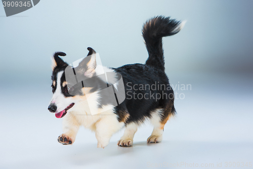 Image of The welsh corgi pembroke on a gray background