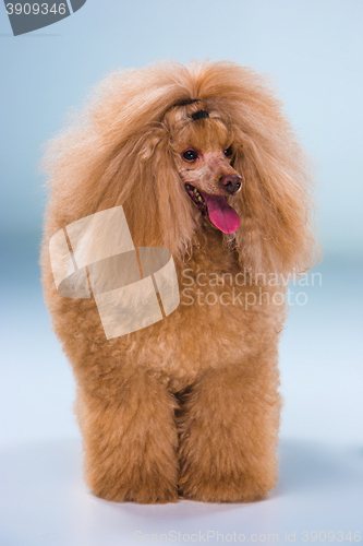 Image of Red Toy Poodle puppy on a gray background