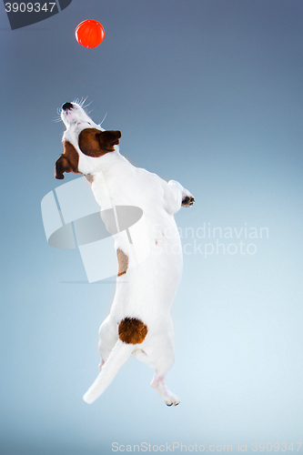 Image of Small Jack Russell Terrier jumping high