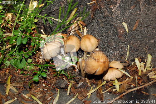 Image of mushrooms