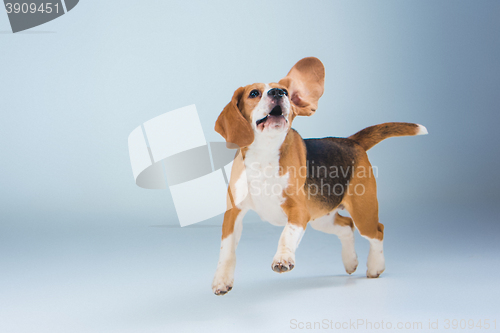 Image of The beagle dog on gray background