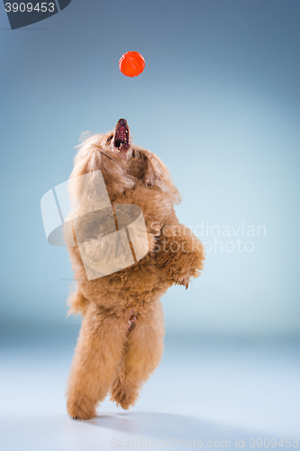 Image of Red Toy Poodle puppy playing with a ball on gray