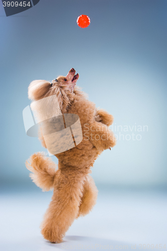 Image of Red Toy Poodle puppy playing with a ball on gray