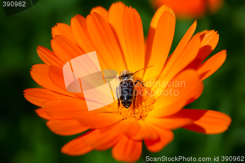 Image of calendula and bee