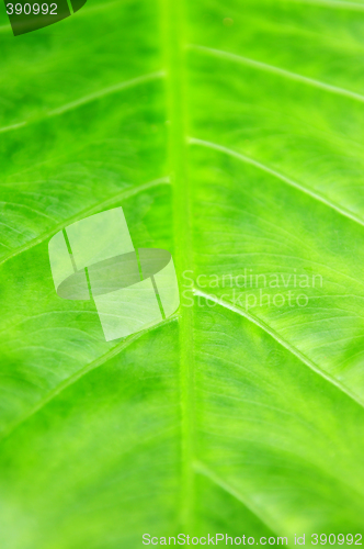 Image of Green tropical leaf background