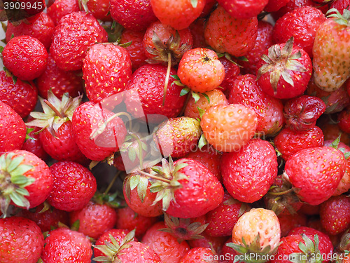 Image of Strawberry fruits detail