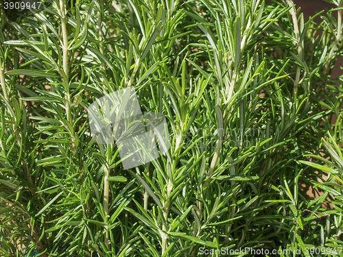 Image of Rosemary (Rosmarinus) plant