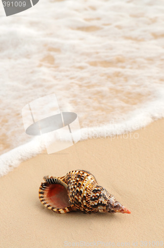 Image of Seashell and ocean wave