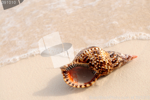 Image of Seashell and ocean wave