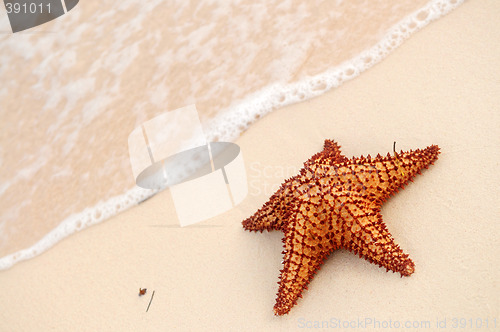 Image of Starfish and ocean wave