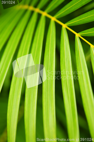 Image of Palm tree leaves