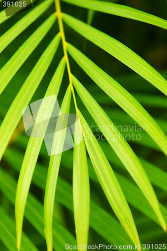 Image of Palm tree leaves