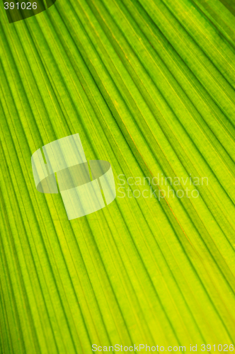 Image of Palm tree leaf background