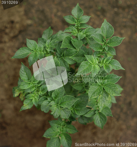 Image of Growing potato close-up