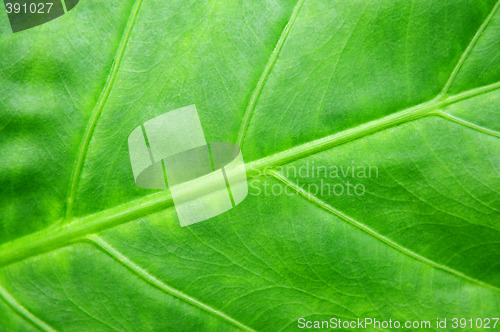 Image of Green tropical leaf background