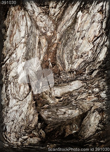 Image of tree bark abstract