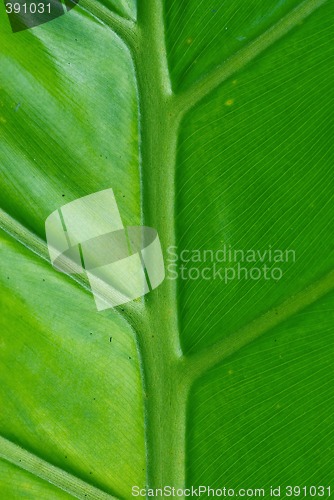 Image of green palm leaf