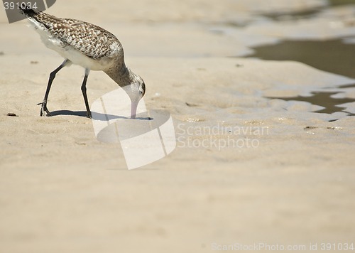 Image of sand piper