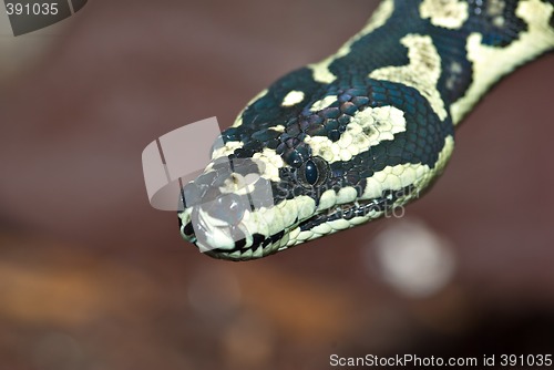 Image of python