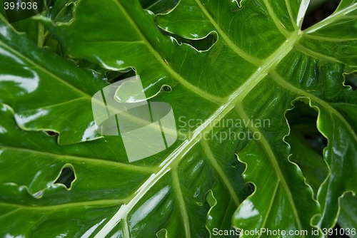 Image of green palm leaf
