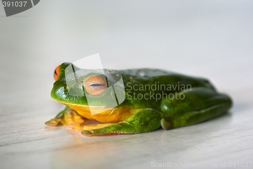 Image of content frog