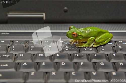 Image of frog on keyboard