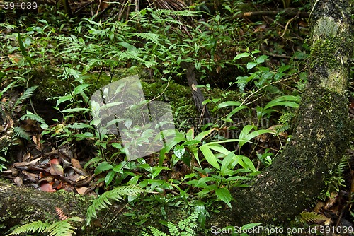 Image of rainforest floor