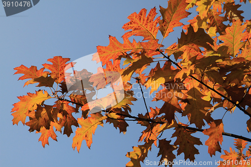 Image of autumn leaves background