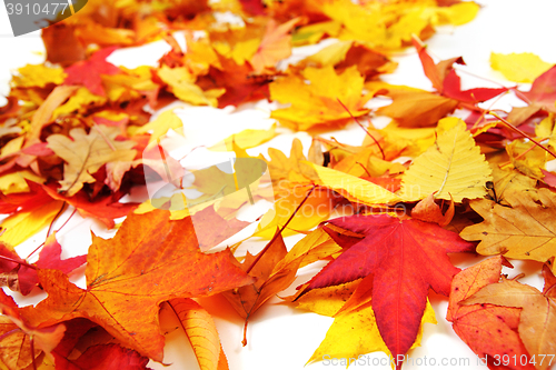 Image of autumn leaves background