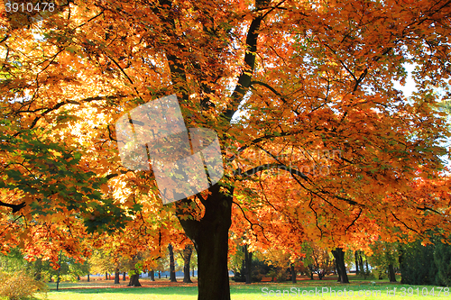 Image of autumn tree background