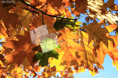 Image of autumn leaves background