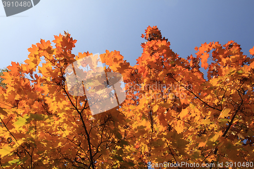 Image of autumn leaves background