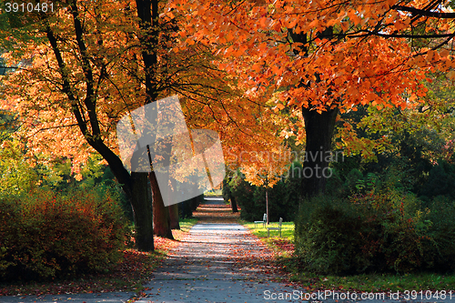 Image of color autumn forest 