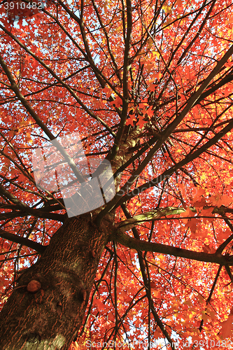 Image of autumn tree background