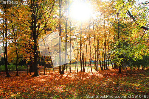 Image of color autumn forest 