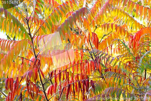 Image of autumn leaves background