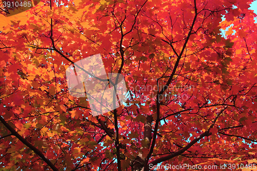 Image of autumn leaves background