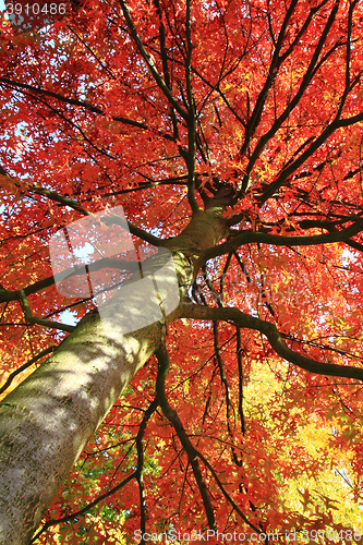 Image of autumn tree background