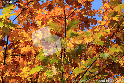 Image of autumn leaves background
