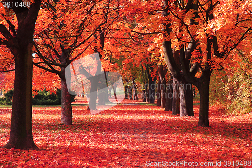 Image of color autumn forest 