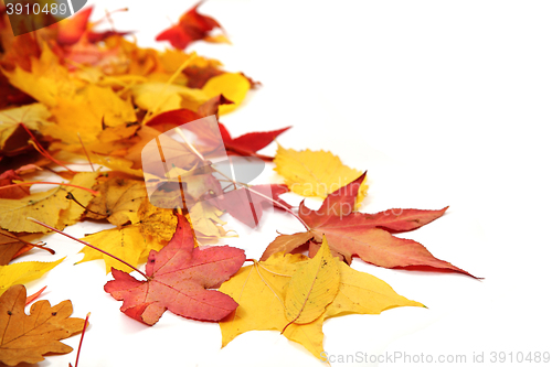 Image of autumn leaves background