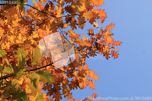 Image of autumn leaves background