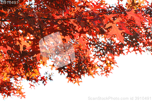 Image of autumn leaves background