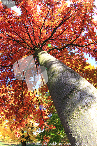 Image of autumn tree background