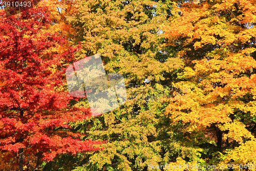 Image of autumn leaves background