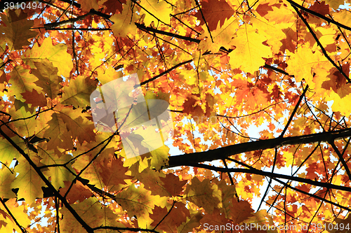 Image of autumn leaves background