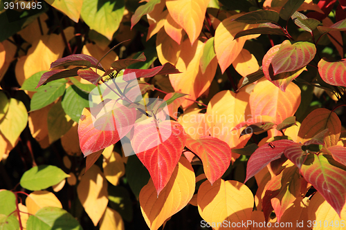 Image of autumn leaves background