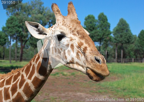 Image of giraffe